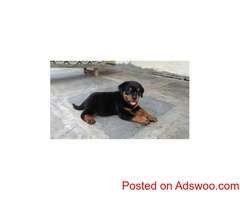 Top Quality Rottweiler Puppies for Sale in Delhi