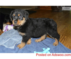 Top Quality Rottweiler Puppies for Sale in Delhi