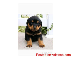Top Quality Rottweiler Puppies for Sale in Delhi