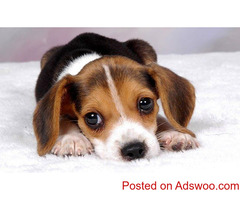 Beagle For Sale in Jaipur, Beagle puppies for Sale near me