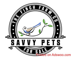 Online selling all kind of bird