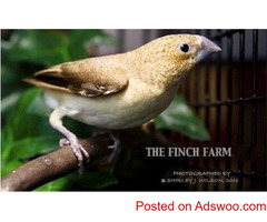 Online selling all kind of bird