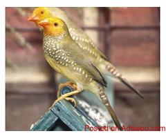Online selling all kind of bird