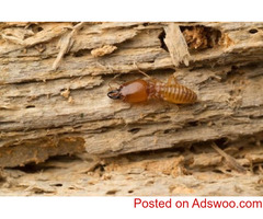 Safeguard Pest Control Sunshine Coast