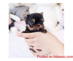 Stunning Yorkshire Terrier Puppies