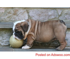 Pure Breed English Bulldog Puppies For Sale