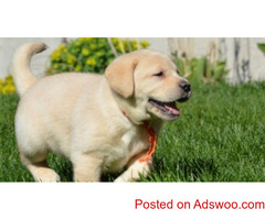 Golden Retriever pups