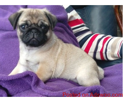 AKC Pug Puppies