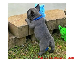 Blue French Bulldog Puppies Seeking Urgent home