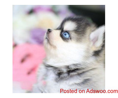 Home Raised AKC Pomsky Puppies