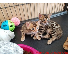 Sphynx and Bengal  kittens