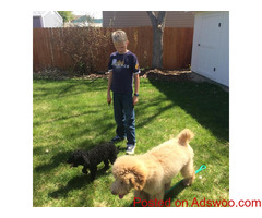 Cornerstone Dog Training