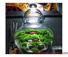 Wholesale Fairy Gardens Supplies,Diy Miniature Garden Accessories 15% Coupon Code