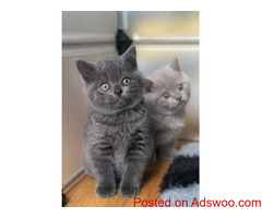 British shorthair available
