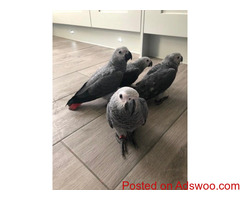 Baby African grey parrots