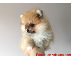 Stunning Pomeranian Girls For Sale