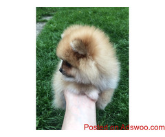 Stunning Pomeranian Girls For Sale