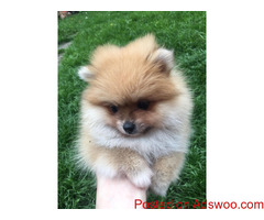 Stunning Pomeranian Girls For Sale