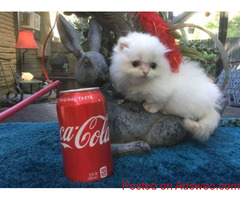 Munchkin Kittens For Loving Homes