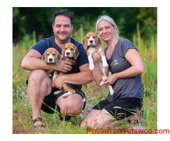 ADORABLE BEAGLE PUPPIES FOR SALE