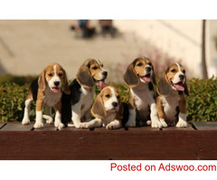 Beagle Puppies for Sale