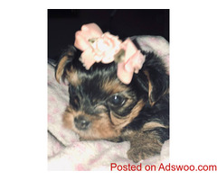 Adorable cute teacup yorkie pups ready