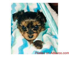 Adorable cute teacup yorkie pups ready