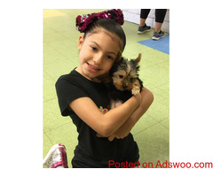 Healthy Teacup Yorkie Pups ready