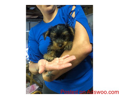 Sweet and tiny teacup yorkie pups available