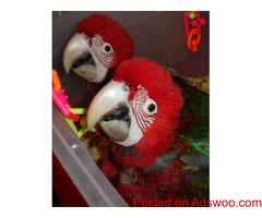 Buy Macaw Parrot Eggs.https://buymacawparroteggs.website