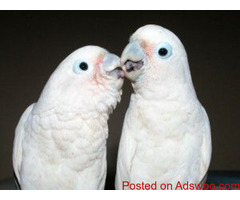 Buy Macaw Parrot Eggs.https://buymacawparroteggs.website