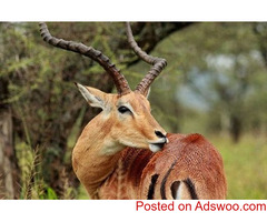 Africa hunting | Nickbowker Hunting