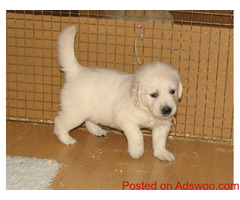 Golden Retriever puppies available for sale.