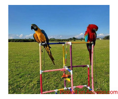 Buy Parrots Online