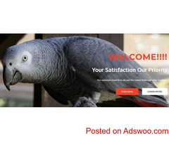 BUY REAL TALKING PARROTS ONLINE
