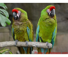 Macaw Parrot Specie