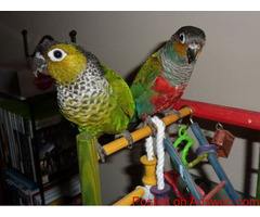 BLACK CAPPED CONURE