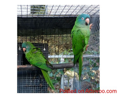BLUE-CROWN CONURES