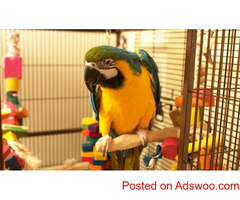 BLUE-AND-GOLD MACAW