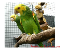 DOUBLE YELLOW HEADED AMAZON