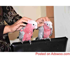 GALAH (ROSE BREASTED) COCKATOO