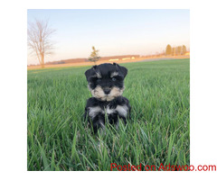 Lovely Schnauzer Puppies Available for rehoming