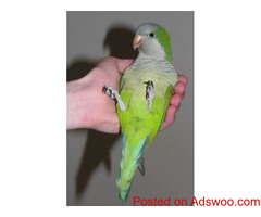 Quaker Parrots for Sale