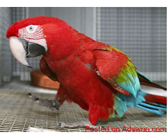 BUY GREEN WING MACAW