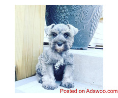 Lovely Schnauzer Puppies Available for rehoming.