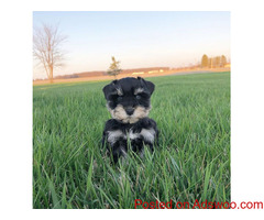 Lovely Schnauzer Puppies Available for rehoming.