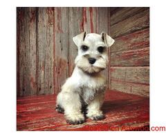 Lovely Schnauzer Puppies Available for rehoming.