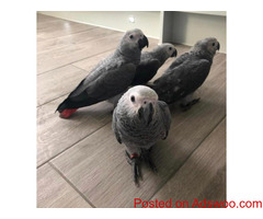 African Grey Congo Parrots for Sale