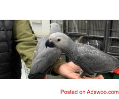 African Grey Congo Parrots for Sale