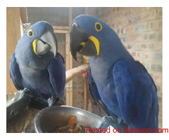 BUY HYACINTH MACAW